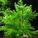 Hygrophila Difformis - Fresh N Marine