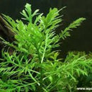 Hygrophila Difformis - Fresh N Marine