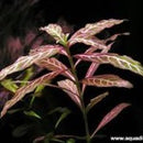 Hygrophila Rosanervis - Fresh N Marine
