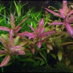 Hygrophila Rosanervis - Fresh N Marine
