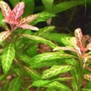 Hygrophila Rosanervis - Fresh N Marine