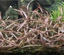 Hygrophila Sp. ‘Araguaia’. - Fresh N Marine
