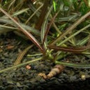 Hygrophila Sp. ‘Araguaia’. - Fresh N Marine