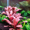 Samolus Parviflorus Red - Fresh N Marine