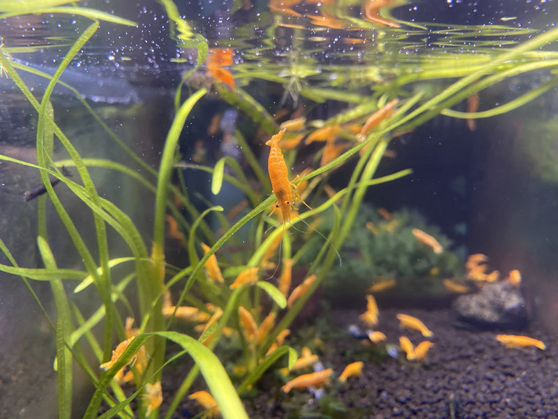 Gold Powder Sunkist Shrimp (金粉香橙蝦) - Fresh N Marine