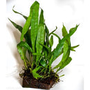Java Fern (Microsorum pteropus) (wood) (medium) - Fresh N Marine