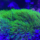 Ultra Green Star Polyp Colony (Pachyclavularia violacea) - Fresh N Marine