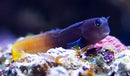 Orange Tail/Bicolor Blenny (Ecsenius bicolor) - Fresh N Marine