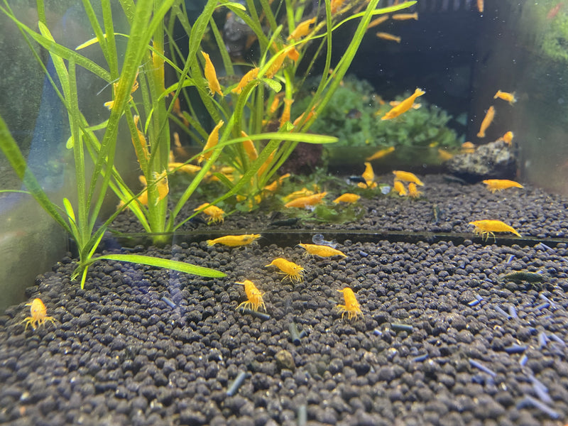 Gold Powder Sunkist Shrimp (金粉香橙蝦) - Fresh N Marine