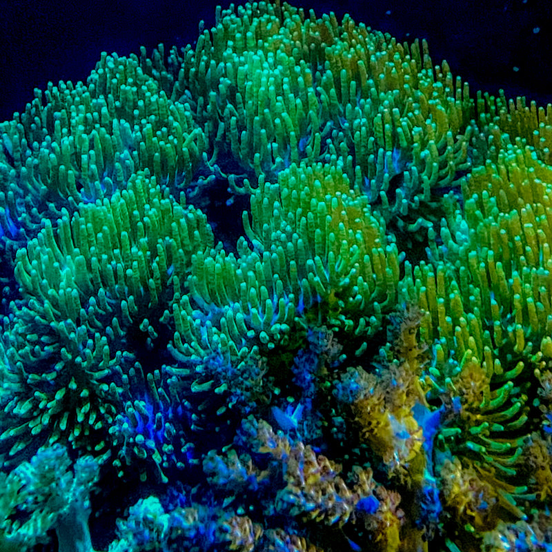 Green Neon Toadstool Leather Coral (Sacrophyton Ehrenbergi) - Fresh N Marine
