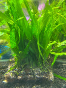 Petite Fern - Fresh N Marine