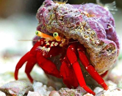 Red Leg Hermit Crab (Dardanus gemmatus) - Fresh N Marine