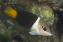 Bicolor Wrasse (Hemigymnus Melapterus) - Fresh N Marine