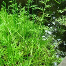 Ceratopteris Thalictroides - Fresh N Marine