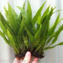 Microsorium pteropus - Fresh N Marine