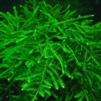 Java moss (Vesicularis dubyana) (Packet) - Fresh N Marine