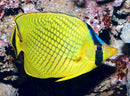 Raffle's Butterflyfish (Chaetodon rafflesi) - Fresh N Marine