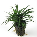 Ophipogon Kyoto - Fresh N Marine