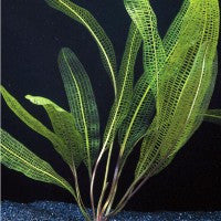 Aponogeton madagascarensis ‘Lace plant’ (Broad leaf) - Fresh N Marine