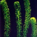 Lagarosiphon Major - Fresh N Marine