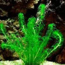 Lagarosiphon Major - Fresh N Marine