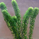 Lagarosiphon Major - Fresh N Marine