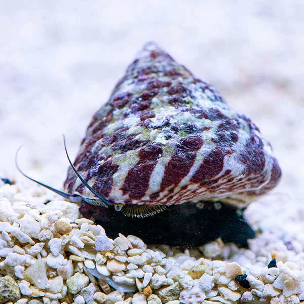 Trochus Snail - Fresh N Marine