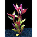 Alternanthera Lilacina - Fresh N Marine