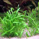 Lilaeopsis Brasiliensis - Fresh N Marine