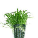 Lilaeopsis Brasiliensis - Fresh N Marine