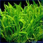Lilaeopsis Brasiliensis - Fresh N Marine