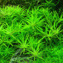Limnophila Sp Vietnam - Fresh N Marine