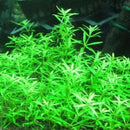 Limnophila Sp Vietnam - Fresh N Marine