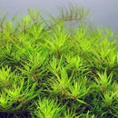 Limnophila Sp Vietnam - Fresh N Marine