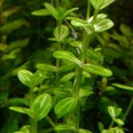 Lindernia Rotundifolia ‘Variegated - Fresh N Marine