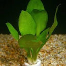 Cryptocoryne lingua - Fresh N Marine