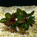 Lobelia Cardinalis - Fresh N Marine