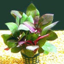 Lobelia Cardinalis - Fresh N Marine