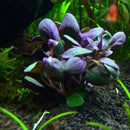 Lobelia Cardinalis - Fresh N Marine