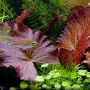 Nymphaea Lotus Red (Small) - Fresh N Marine