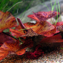 Nymphaea Lotus Red (Small) - Fresh N Marine