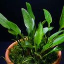Cryptocoryne lucens - Fresh N Marine