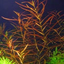 Ludwigia Arcuata - Fresh N Marine