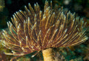 Feather Duster (Sabellastarte sp.) - Fresh N Marine
