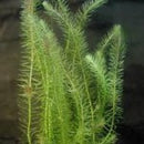 Mayaca Fluviatilis - Fresh N Marine