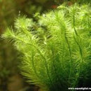 Mayaca Fluviatilis - Fresh N Marine