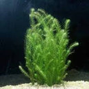 Mayaca Fluviatilis - Fresh N Marine