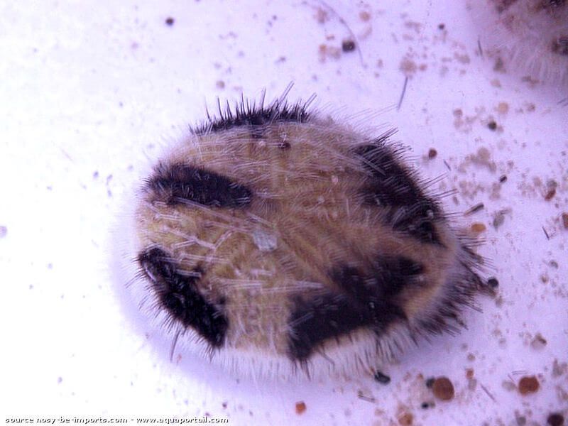 Soft Hair Sea Urchin (Metalia Sternalis) - Fresh N Marine