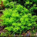 Micranthemum Micranthemoides - Fresh N Marine