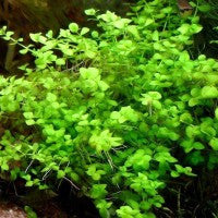 Micranthemum Umbrosum - Fresh N Marine